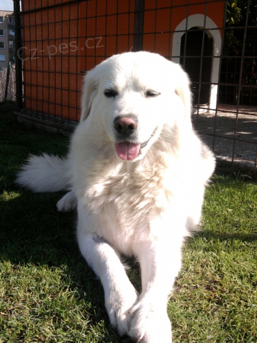 Slovensk� �uva� - fenka ke kryt� !!