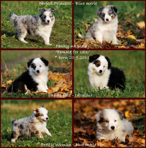 Border kolie - �t��ata s PP -