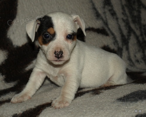jack russell terier
