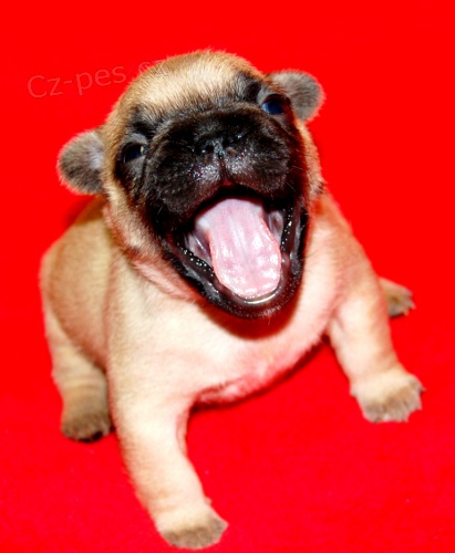 Francouzsk� buldo�ek s PP