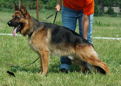 N�meck� ov��k s PP ke kryt�