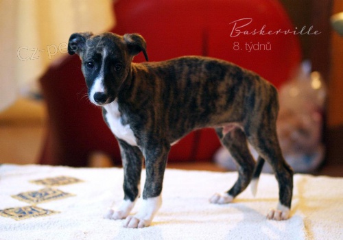 Whippet- �t���tka