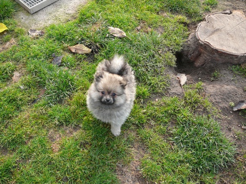 N�meck� �pic mal� bez PP