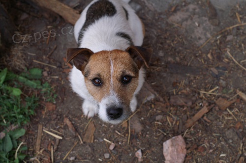 Parson russell terir�r ke kryt�