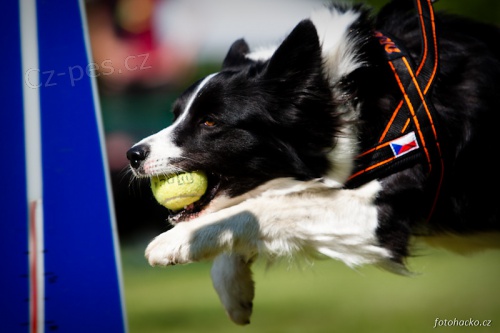 P�ij�m�me z�znamy na pl�novan� �t���tka border kolie s PP