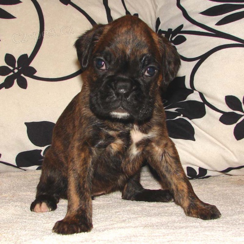 4 �t��ata - zlat�, ��han�, b�l� + ��han�