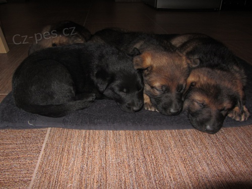 �ern� a vlko�ed� �t��ata n�meck�ho ov��ka