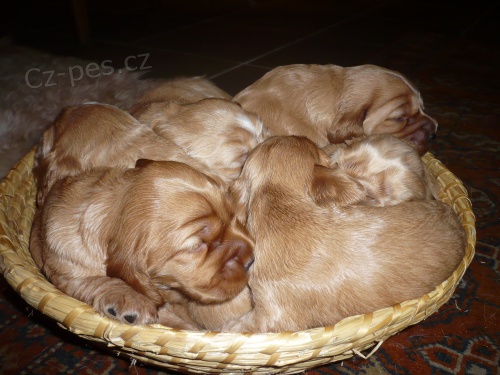 Anglick� kokr�pan�l bez PP