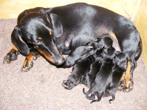 Jezev��k trpasli��/kr�li�� hladkosrst�