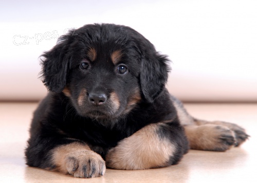 Hovawart - perspektivn� �t���tka