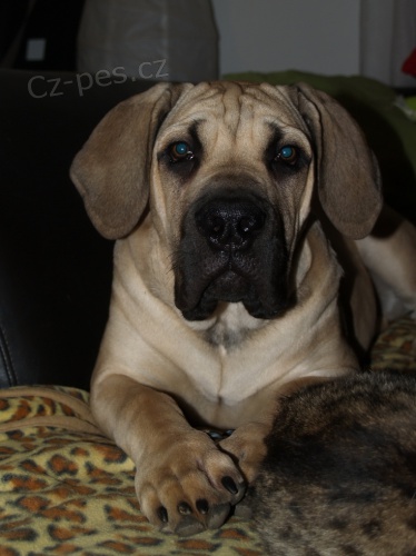Boerboel �t���tka