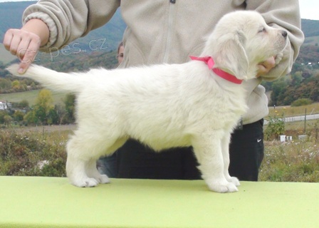 Zlat� retriever s PP