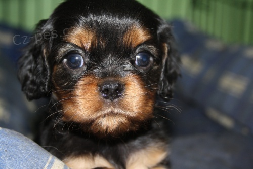 Kaval�r King Charles �pan�l