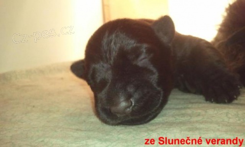 Kn�ra� mal� �ern� s rodokmenem