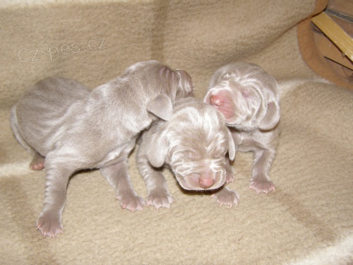 Prod�m �t��ata v�marsk�ho oha�e bez PP