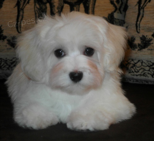 Havansk� ps�k s PP - fene�ka