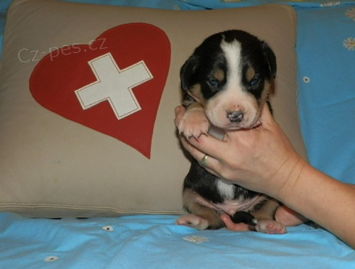 Kr�sn� �t���tka