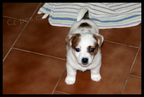 Jack Russell terier
