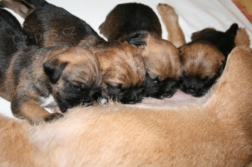 BORDER TERIER-�t��ata ch.st.BOHEMIA BARING