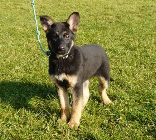 N�meck� ov��k - zahrani�n� kryt� pracovn� linie