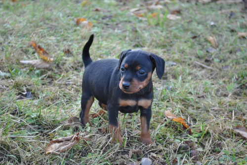 Kr�sn� fenka trpasli��ho pin�e s PP