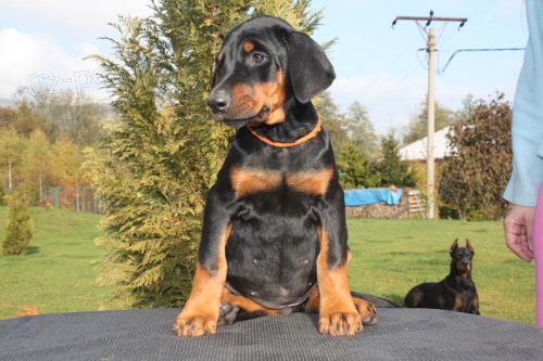 Dobrman-prod�m fenku