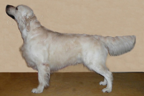 Golden retriever - nab�z�me psa ke kryt� s PP