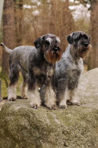 Kn�ra� st�edn� s pr�kazem p�vodu