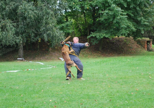 KRYT� - BO Malinois