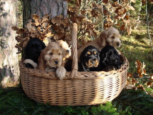 Anglick� kokr�pan�l