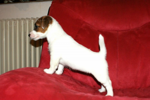 N�dhern� fenka Jack Russell terier