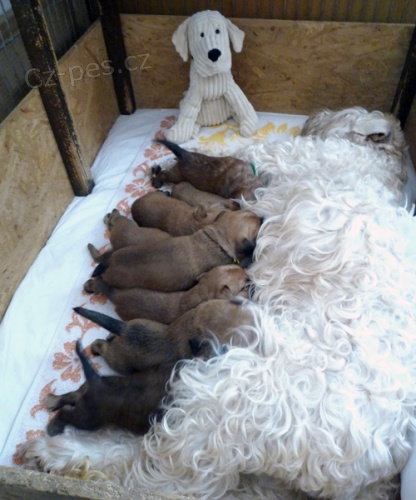 �t��ata Irish Soft Coated Wheaten Terrier