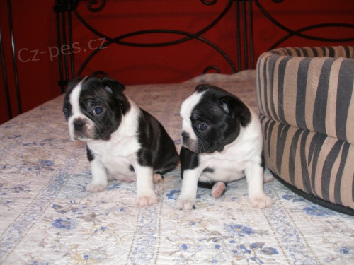 Bostonsk� teri�r - �t��ata