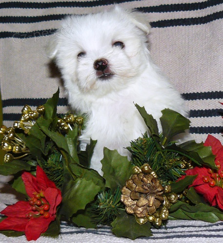 MALT�Z��EK S PP