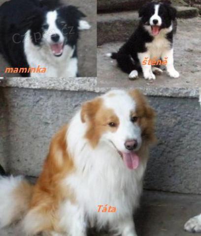 BORDER KOLIE - �t���tka s PP