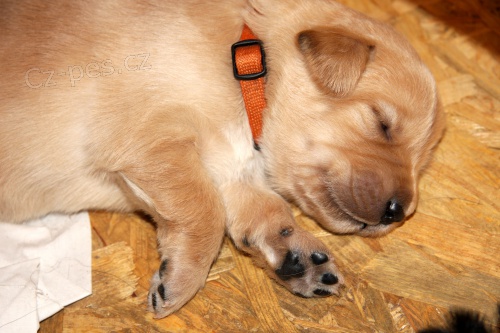 hovawart - �t���tka s PP