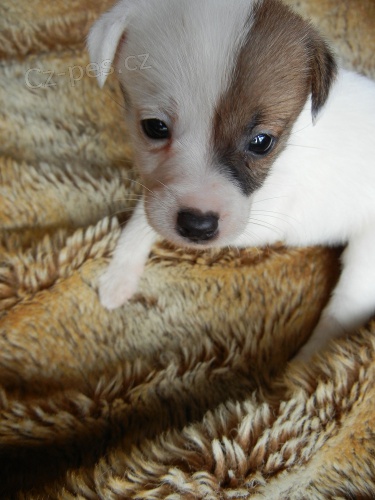 LUXUSN� PEJSEK JACK RUSSELL TERIER - PO RODI��CH S PP!