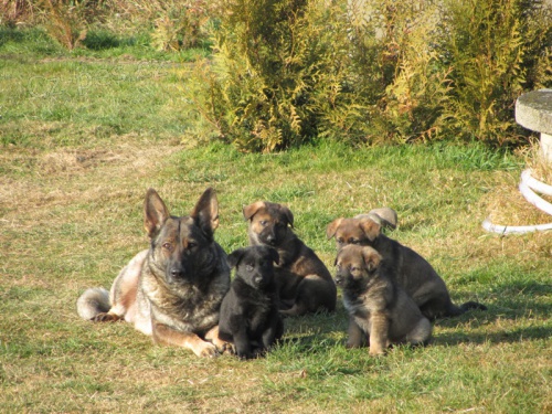 �ern� a vlko�ed� �t��ata n�meck�ho ov��ka