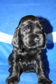 Anglick� kokr�pan�l