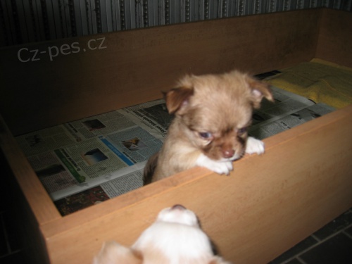 �ivava dlouhosrst� bez PP