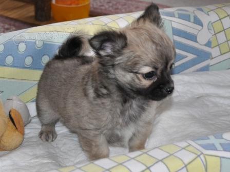 �ivava dlouhosrst� s PP