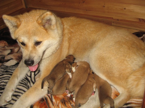 �t��ata Akita inu s PP