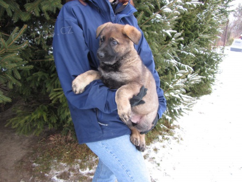 Vlko�ed� �t��ata N�meck�ho ov��ka