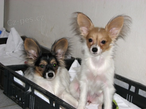 Papillon - �t���tka s PP