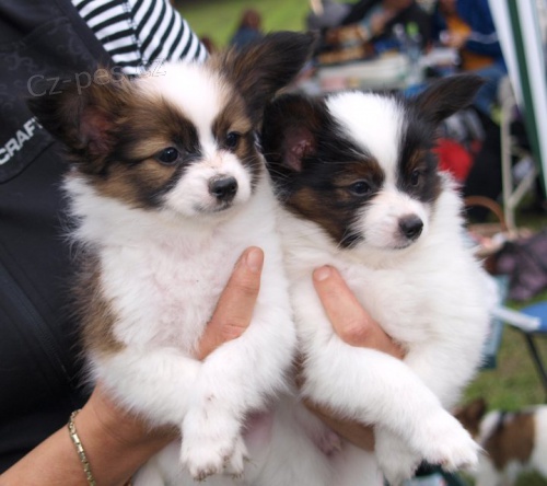 Prod�m �t���tka   papillona s PP