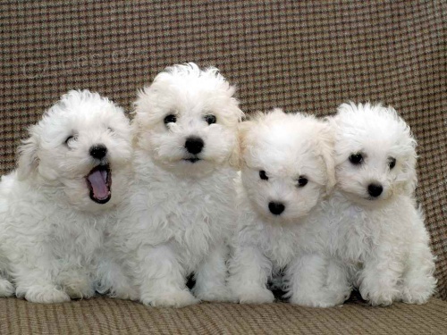 Bi�onek fris� - �t���tka