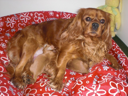 �t���tka v ruby ko��ku s PP