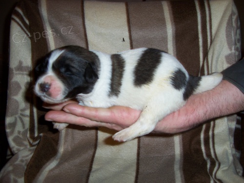 PYRENEJSK� MASTIN - �T���TKA NA PRODEJ!!!