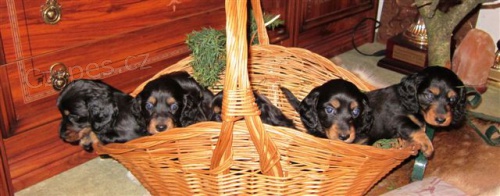 Jezev��k dlouhosrst�