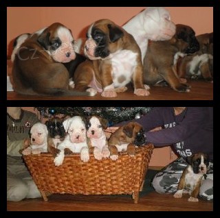 N�meck� boxer - �t��ata s PP